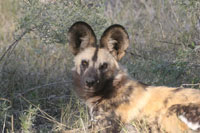 Wild Dogs are frequently found in the Okavango Delta